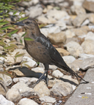 Great tailed Grackle 5777